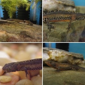 Alpine newts