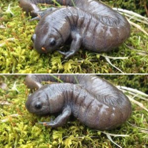 Ambystoma barbourii