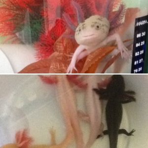 My axolotls