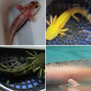 Margie's Axolotls