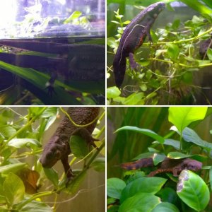 Cynops pyrrhogaster pics