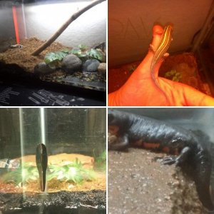 skink vs newts