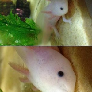 My baby axolotl