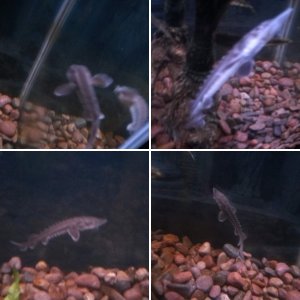 just bought my 55 gallon tank a sturgeon