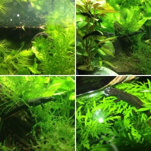 4 Chinese fire belly newts (Cynops orientalis)