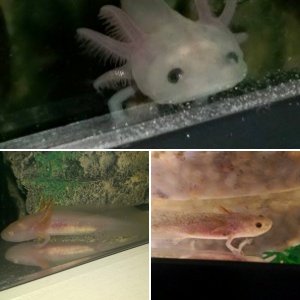 Rikki Tikki and Tavi (Axolotls)