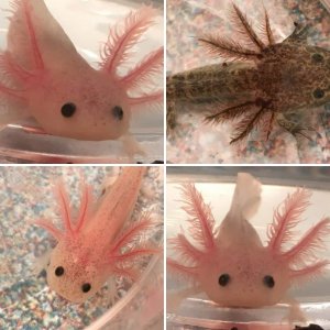 baby axolotls