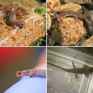 Salamanders around Washington State