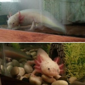 Our Leucistic Female