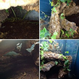 Marbled newt tank