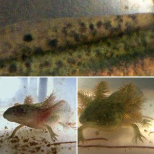 Axolotl babies and adults