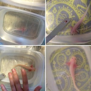 Axolotls of mine