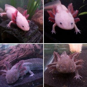 AXIES!