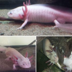 my axolotl