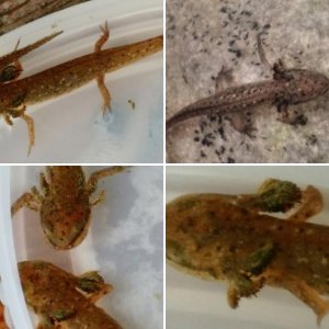 My Unidentified Salamanders/Newts