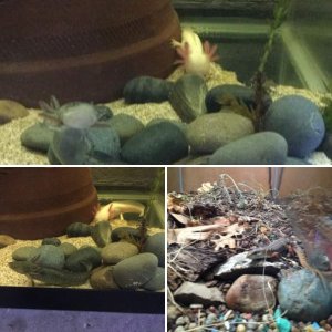 Axolotls & Friends