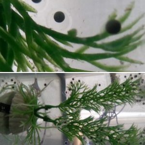 Newly layed Axolotl eggs