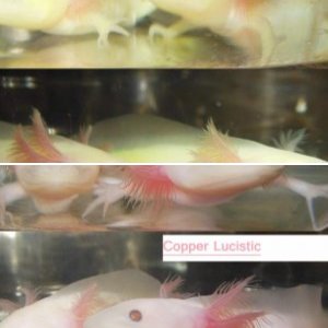 Copper Lucistic Axolotls NFS