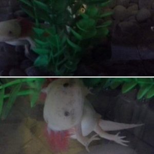 Altoe the Axolotl