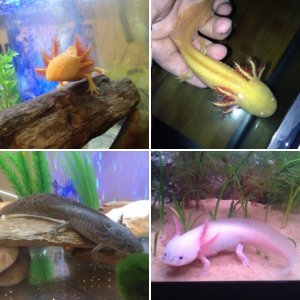 Axolotls