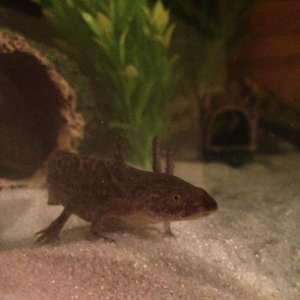 Groot and Rocket the Axolotls