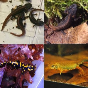 Captive Amphibians