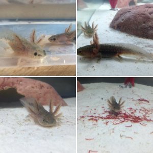 Axolotl Breeding 2014