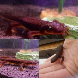 Rough-Skinned Newt