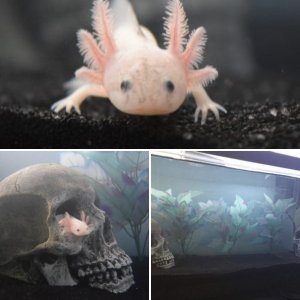 My axie babies Kiki and Lala