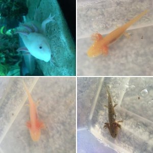 My axolotl adventure