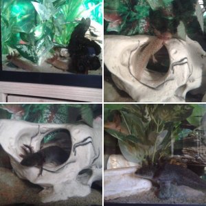 Juvenile axolotls - February & March 2016