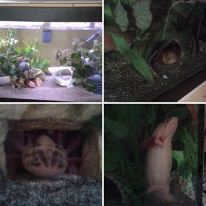 Mature axolotls - March & April 2016