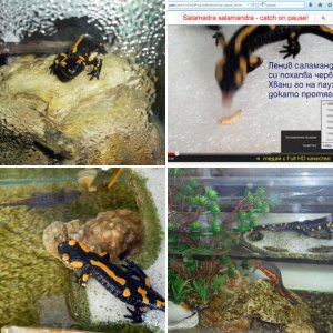 Caudata fire amphibians