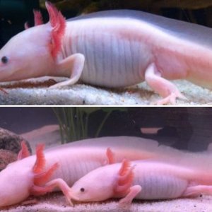 Axolotls