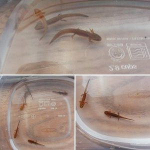 Louisiana newt larvae