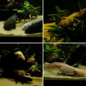 My axolotls.