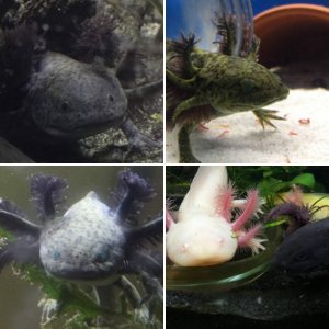 Axolotls