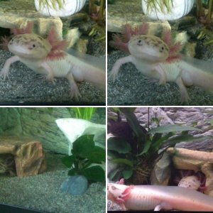 Mature axolotls - June/July