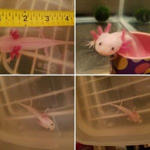 My First Axolotl ! ~Casper~