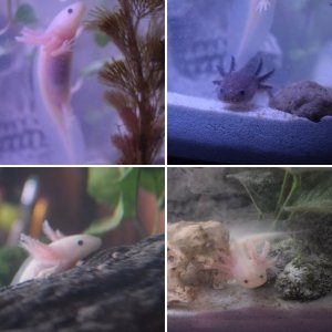 My Axies