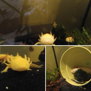 Axolotls