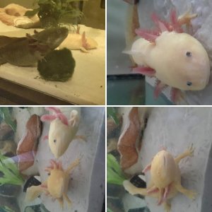 Axolotl Antics