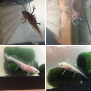 Mochi the juvenile leucistic axolotl