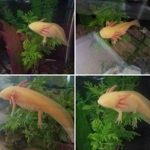 Just Axolotls