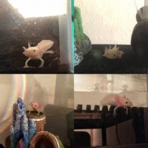 My Axies 😊