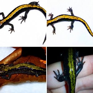 long toed salamander ( Ambystoma macrodactylum columbianum )