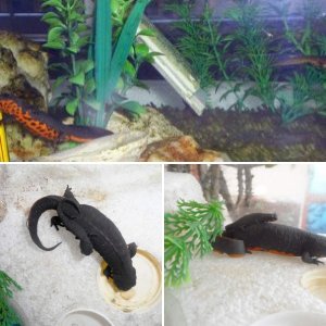 chinese fire belly newts