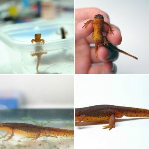 Eastern newt (Notophthalmus viridescens)