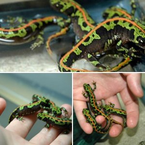 Marbled newt (Triturus marmoratus)