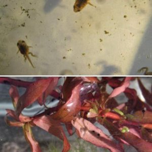 adf tadpoles